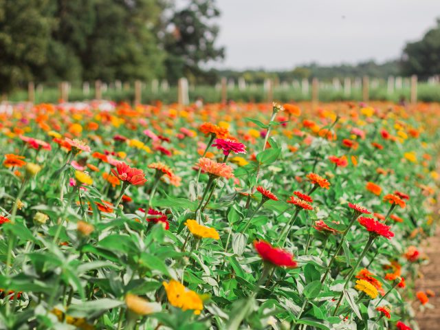 EU Floriculture Products Markets In 2023 & How Plateau State Can Key Into it