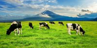Cows eating lush grass on the green field in front of Fuji mount Cows eating lush grass on the green field in front of Fuji mountain, Japan.