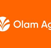 olam-rice