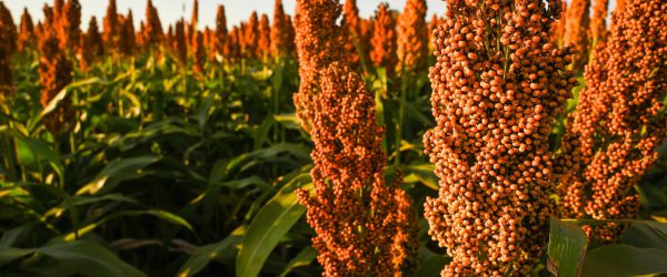Sorghum-Landscape-scaled