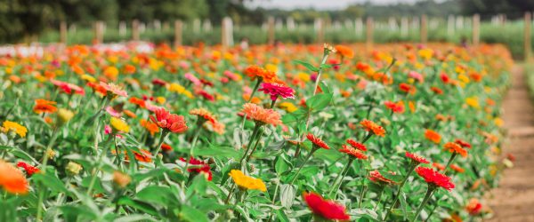 A closeup shot of blooming flowers in the greenery