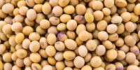 Soybean isolated on white background Soybean isolated on white background