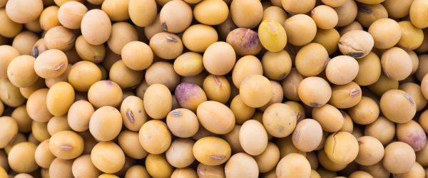 Soybean isolated on white background